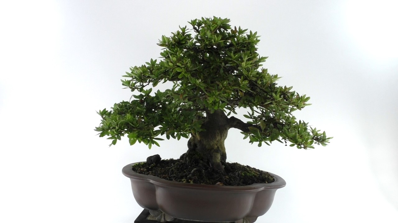 一点物 匠の盆栽】皐月 大杯の盆栽を販売｜盆栽妙 – 盆栽妙 本店