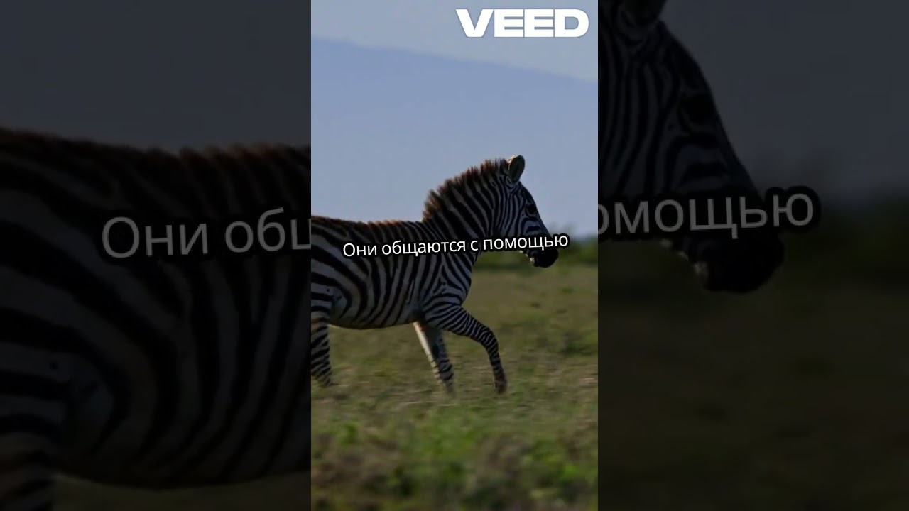 10 Удивительных Фактов о Зебрах! 