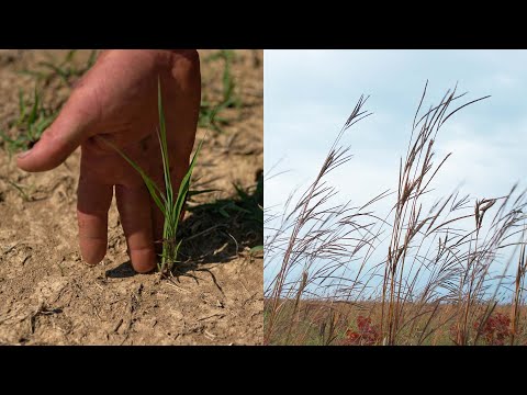 فيديو: تعرف على زراعة عشب Bluestem الكبير