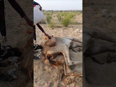 ر ج ل ر يف ي ي ع ال ج ج م ل ه و ه و م س ت ل ق ع ل ى الأ ر ض ب اس ت خ د ام ال م اء