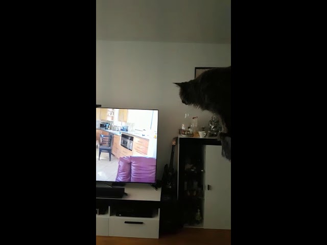 Meine Katze ist kommplet im fernseher drin xD