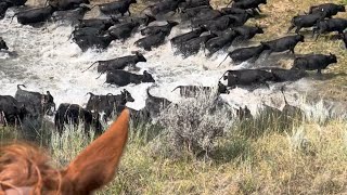 New Intro, Lost a Saddlehorse, Moving Cows, Eating Chicken in the Truck | Ep. 005