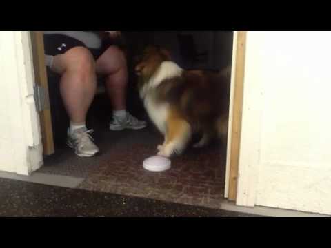 Sheltie Gio Learning a Functional Trick--Turn on Lights!