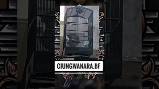 Tembakan Ngeroll Kenari Speed Rapat #kenari #kenarigacor #kenaringeroll #kicaumania #burung #kicau