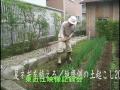 夏ネギを垣根側に・土を耕す2009 6 10