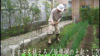 夏ネギを垣根側に・土を耕す2009 6 10