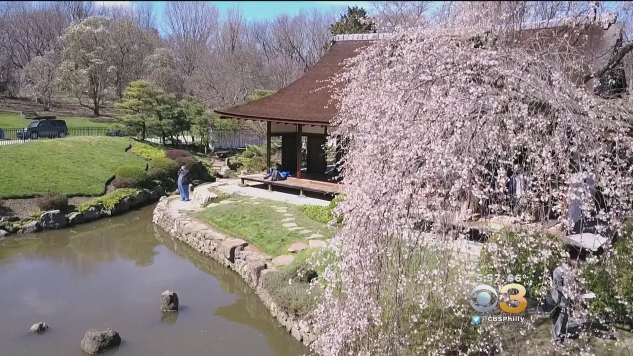 Philadelphia Kicks Off 20th Annual Cherry Blossom Festival YouTube