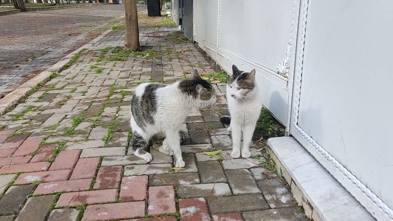 A Tense Moment Between Two Street Cats 🐱⚡