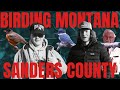 BIRDING in Sanders County MONTANA for the first time