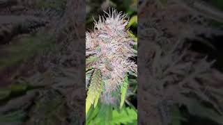 Organic weed grow. Cherry Cola amd Banana Purple Punch.