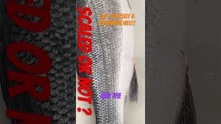 #isit or #not #scaled #clean #shorts #fishstory #fishfun #fishvideo #fishcutting #instafish #4k #sub