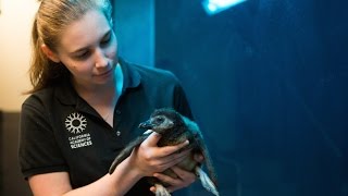 Meet Our New African Penguin Chick | California Academy of Sciences