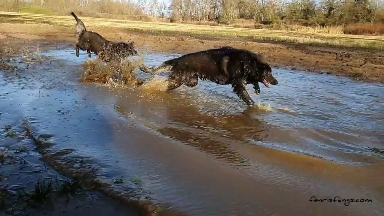 Vergil and Halo having fun getting muddy 🤎