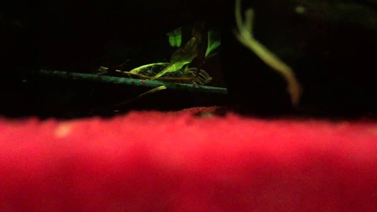 What is fish food made out of? YouTube