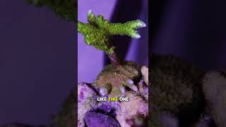 Mixed Reef Recovery!