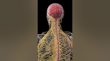 🔍 The Human Nervous System: Your Body’s Control Center 🔍  #3danatomy #anatomy