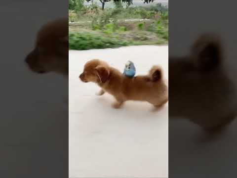 Cute Puppy lovely  Care #short #4307