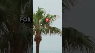 Hurricane Helene Intensifies Florida Prepares for Category 4 Storm