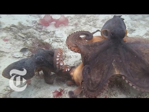 How to Read Octopus | ScienceTake | The New York Times