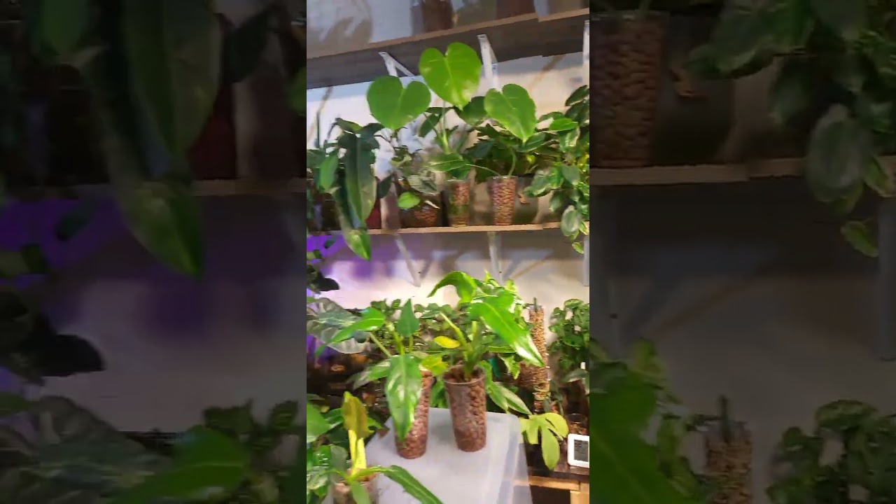 Plant Room Tour