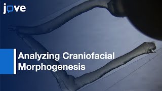 Analyzing Craniofacial Morphogenesis In Zebrafish Using 4D Confocal Microscopy l Protocol Preview