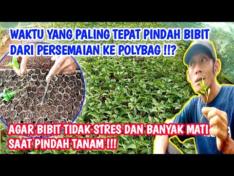 Cara tanam cabe di musim kemarau || pemindahan bibit ke polybag semai