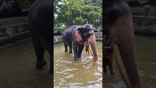 #elephant #animals #babyelephant #Daladamaligawa #Daladaperahara #srilanka #kerala #asaam #travel