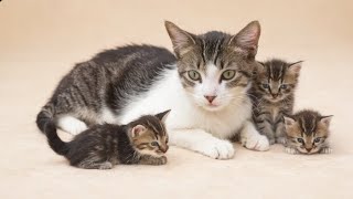 Decoding Kitty: A Guide for Young Mothers