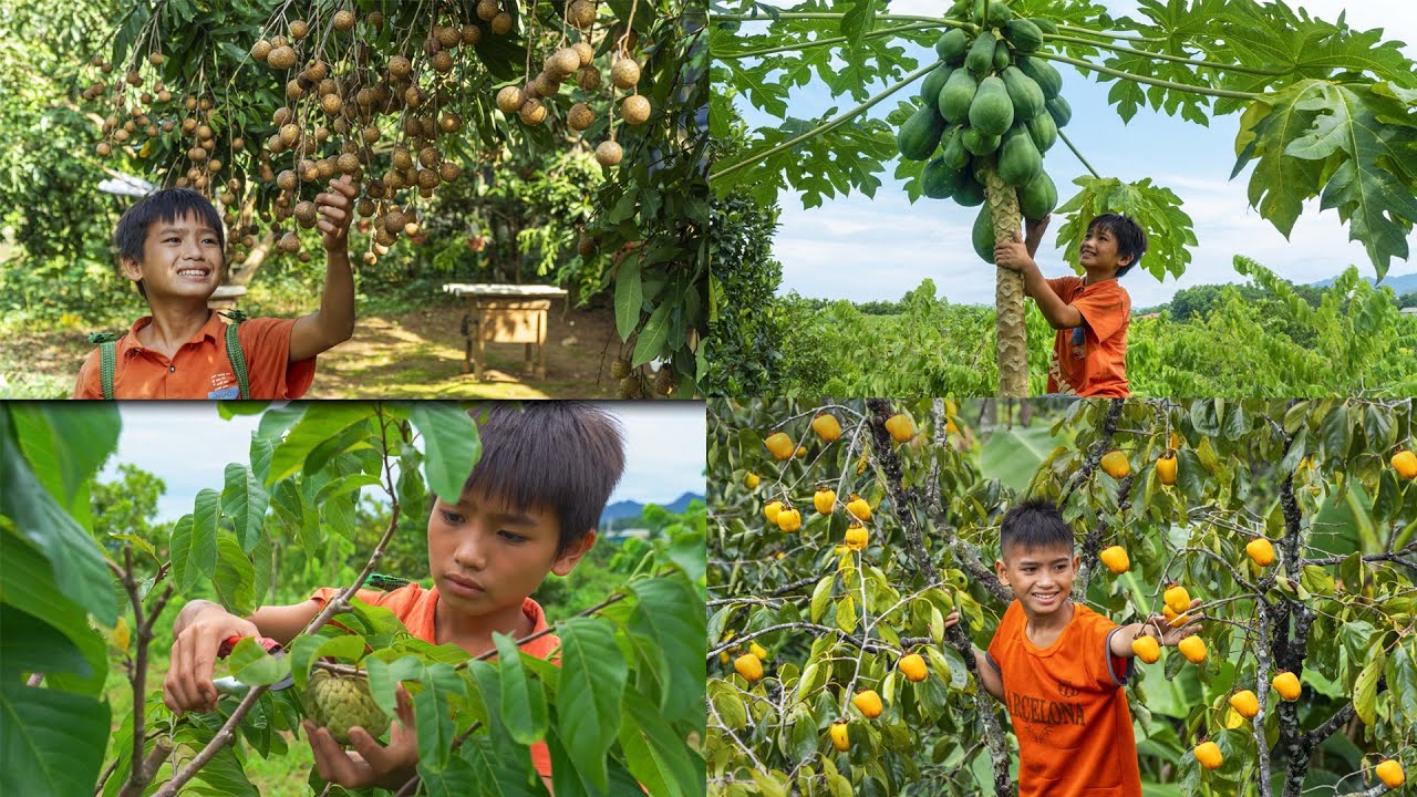 2 years ago of orphan boy Tuan. Harvest longan, custard apple, papaya, and persimmons on the farm