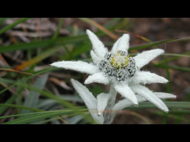 うすゆき草の恋 大沢桃子 Cover Doenka Eiko Youtube うすゆき草の恋 大沢桃子 Cover Doenka Eiko Youtube