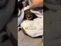 毛布に隠れる猫を必死で守る娘【とらまる】