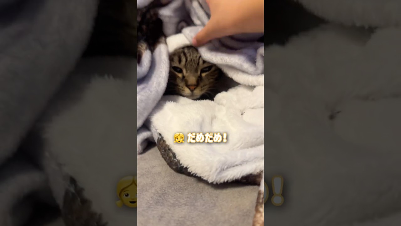毛布に隠れる猫を必死で守る娘【とらまる】