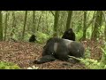 رفتار گوریل های نر هنگام فصل تولید مثل 