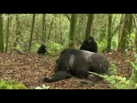 رفتار گوریل های نر هنگام فصل تولید مثل 