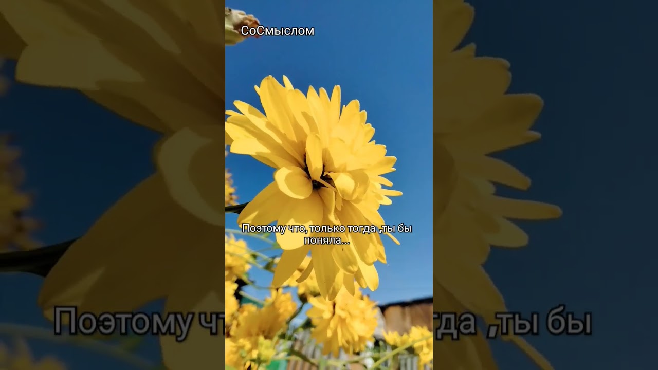 Если бы я мог... 