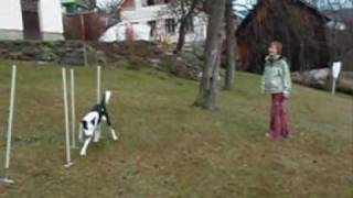 Weave poles training 2x2 by Susan Garrett