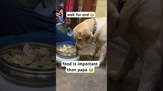 Food is important  || labra rubi || #youtubeshorts #shorts #labrador #dog #funny #viral #trending