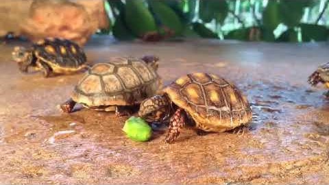 Baby Redfoots from the Lost Archives