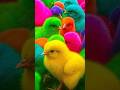 Ayam Lucu, ayam warna warni, ayam rainbow, kelinci lucu, bebek lucu, ikan koi, Hewan Lucu