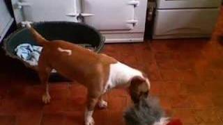 The Irritating Singing Dog&Other Not So Impressed Mini Bull