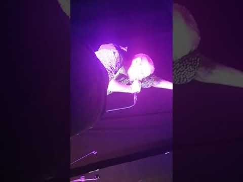 Şanışer - Günleri Geride Bırak canlı performans (KONSER)