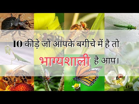 वीडियो: बगीचे और सब्जी के बगीचे में कौन से कीड़े फायदेमंद हैं