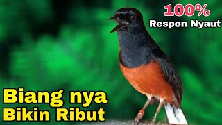 Pancingan Murai batu  Biang nya bikin ribut 100% Respon NYAUT