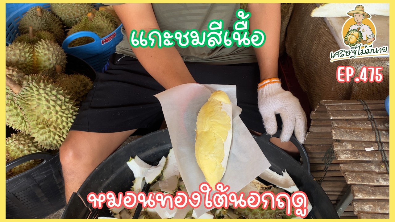 แกะชมสีเนื้อทุเรียนใต้ นอกฤดู/เศรษฐี ไม่มีนาย EP.475