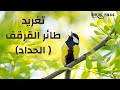 تغريد طائر القرقف الحداد