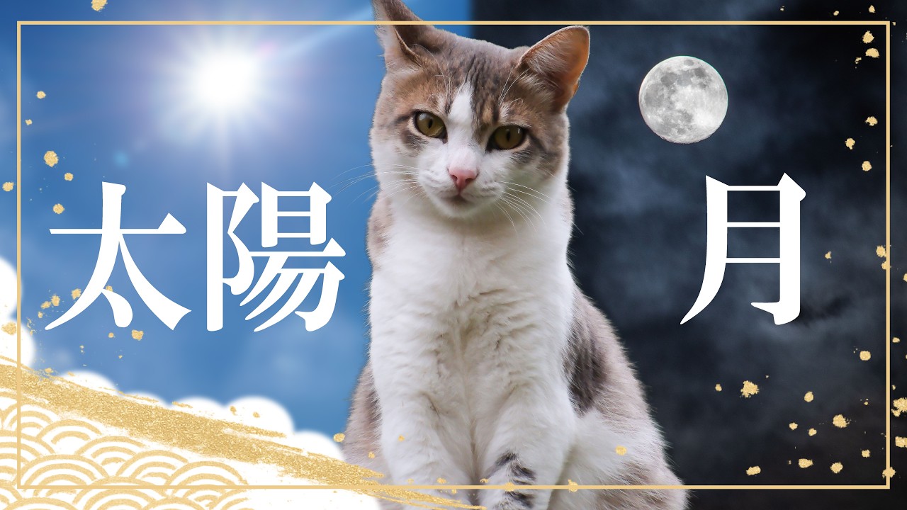 野良猫と出会った「空」が、あなたへのメッセージかもしれません