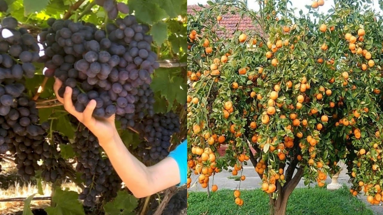 طريقة عبقرية لتسريع نمو جميع الاشجار بهذا السماد سيجعل اشجار تنمو بسرعة 10 اضعاف خلال وقت قصير جدا