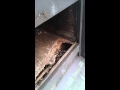 Baby Raccoons