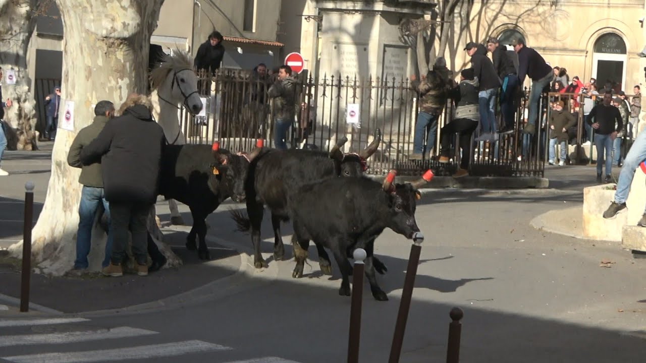 MAILLANE ABRIVADO 6 TAUREAUX NEUFS 4.02.23