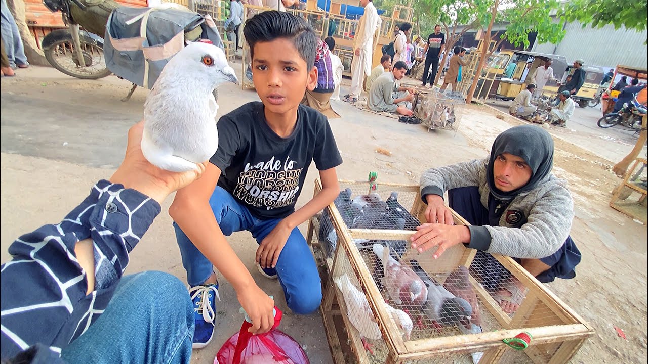 Palti Maar Kabootar Mil Gaya 🤪 Buying New Pigeon 🥰 Arman Birds 🐦 Vlog